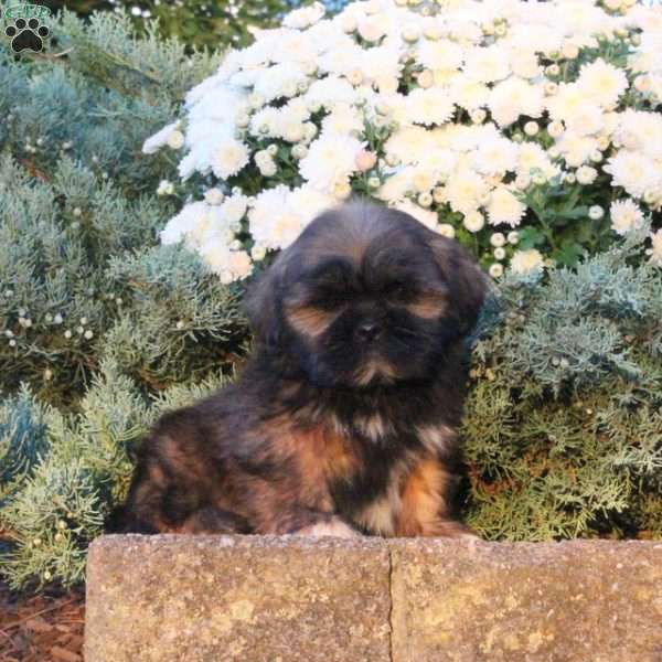 Bingo, Lhasa Apso Puppy